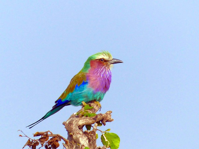 Découvrez le Parc National de Nairobi, un joyau de la faune africaine