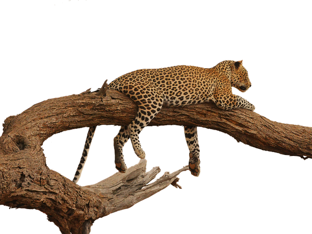Partez pour un safari inoubliable et explorez la diversité de la vie sauvage