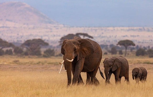 Rencontre avec les girafes de la savane africaine